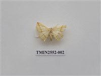 藏品(尺蛾44)的圖片